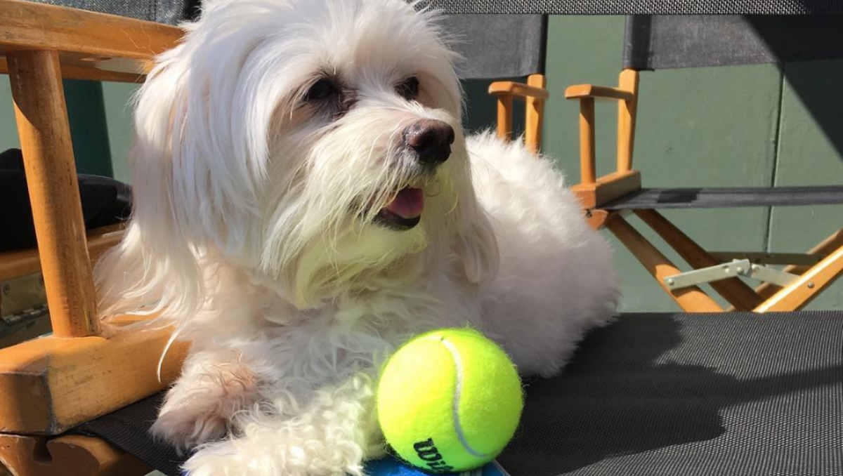 Serena Williams' pup called Chip (Photo: Serena Williams / Instagram)