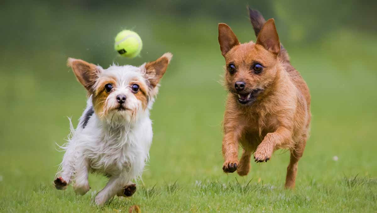 Dog Tennis Balls Large