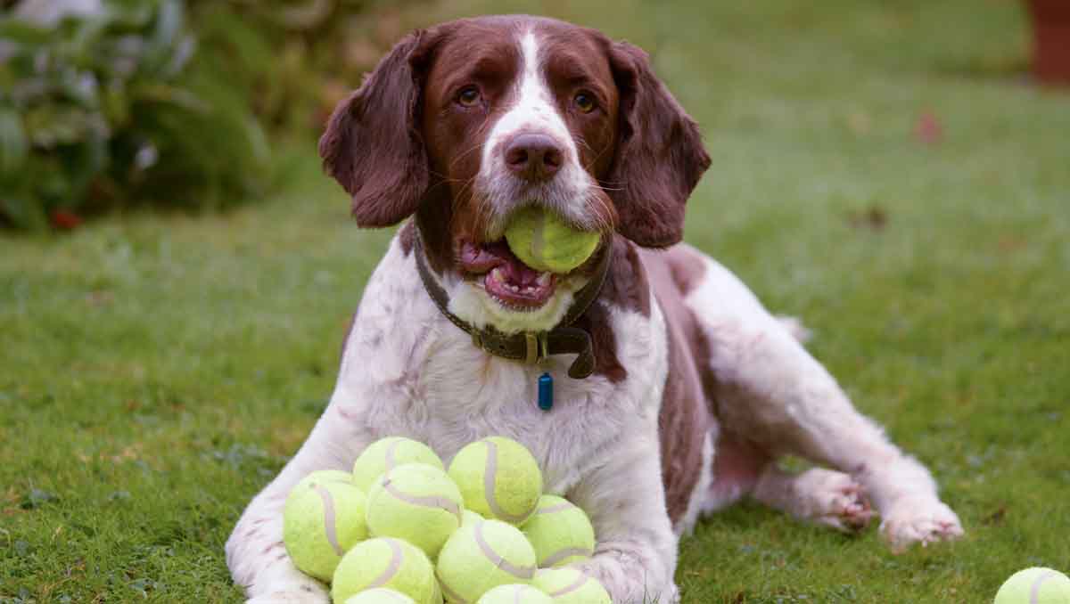 Tennis Ball For Dogs
